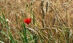 Eine Papaver im Feld