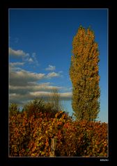 eine Pappel im Weinberg....