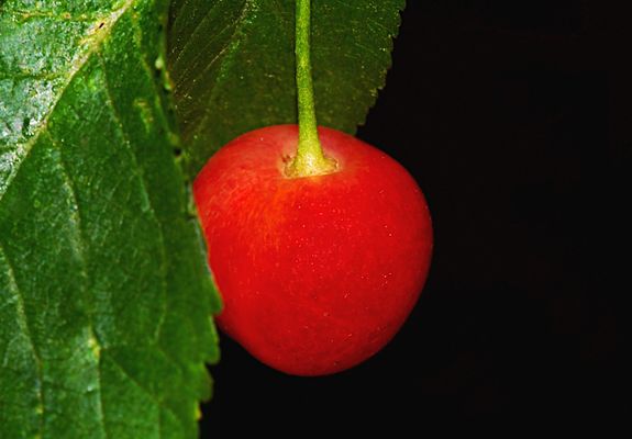 EINE PARADIESISCHE VERSUCHUNG