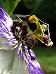 Eine Passionsblüte hat einige Besucher...