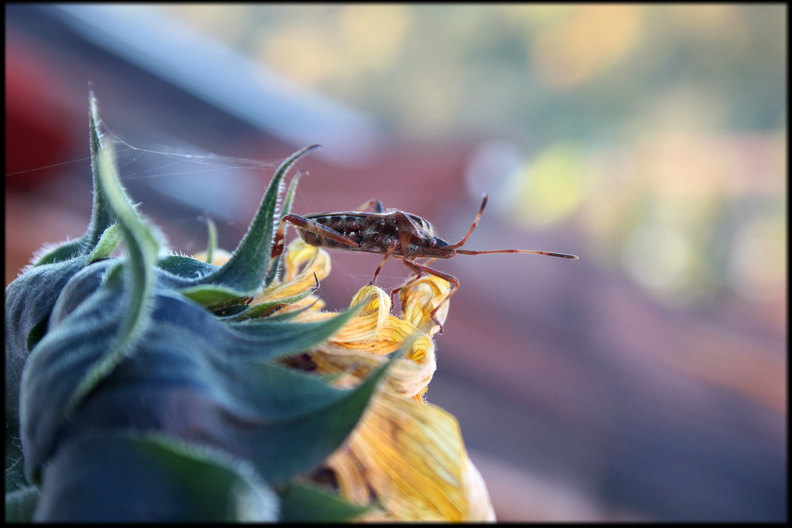 Eine Pause auf der Sonnenblume