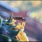 Eine Pause auf der Sonnenblume