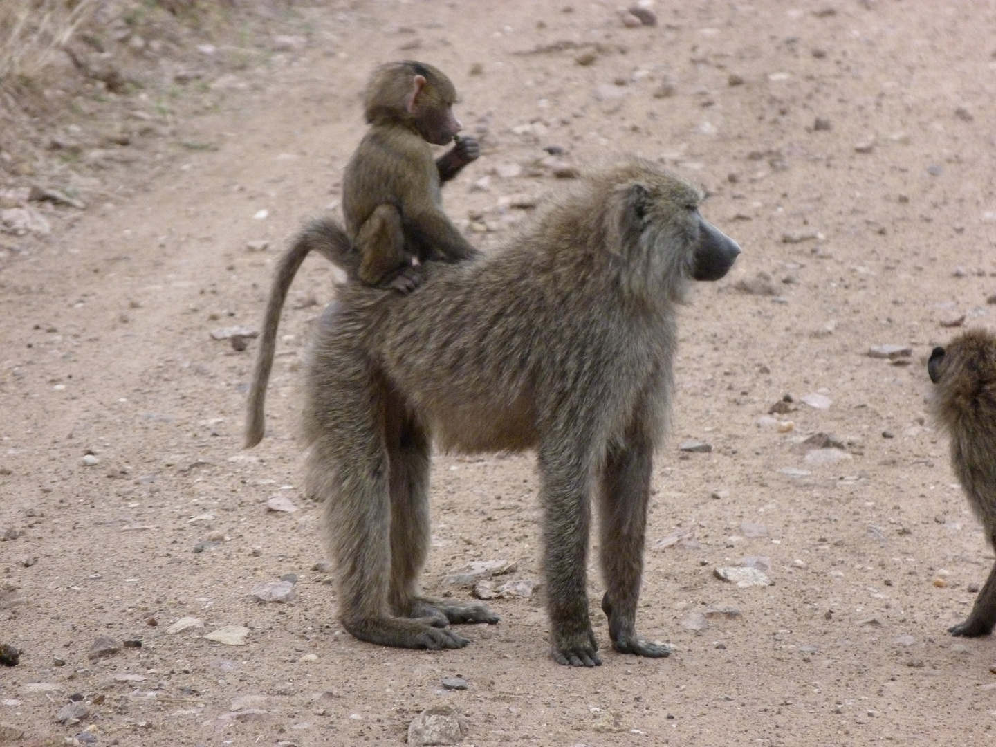 Eine Pavian-Familie auf dem Weg zum Wasser.