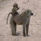 Eine Pavian-Familie auf dem Weg zum Wasser.