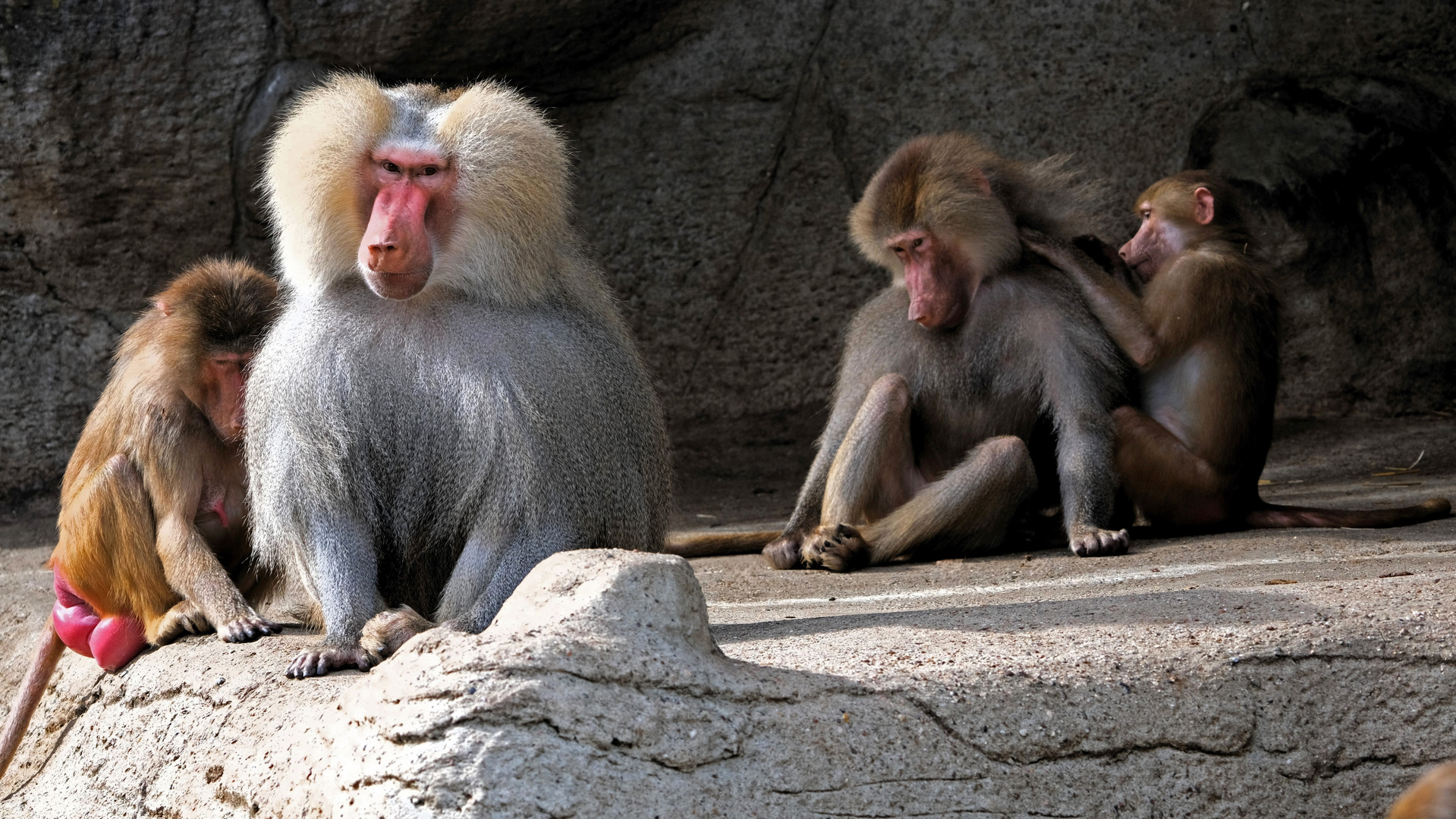 Eine Pavian- Haremsgruppe bei Hagenbeck