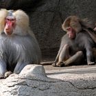 Eine Pavian- Haremsgruppe bei Hagenbeck