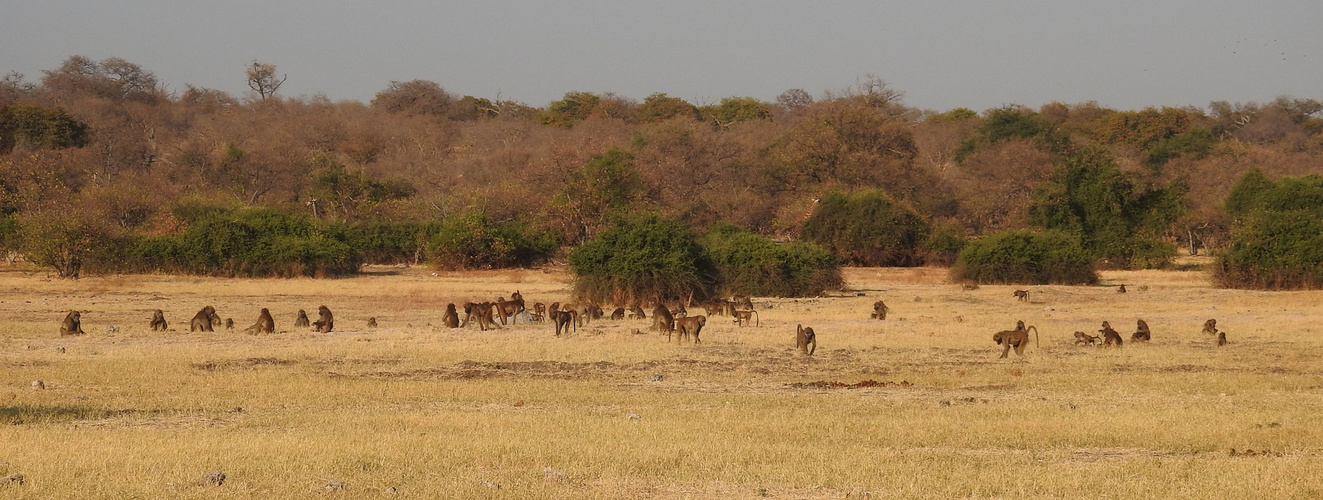 Eine Pavianhorde bei der Futtersuche