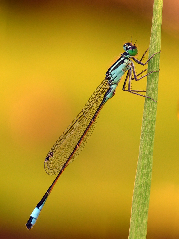 Eine Pechlibelle im Morgenlicht