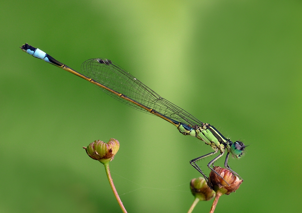 Eine Pechlibelle (W) ..