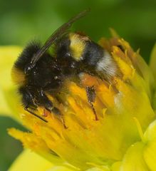 Eine pelzige Hummel bei der Arbeit.