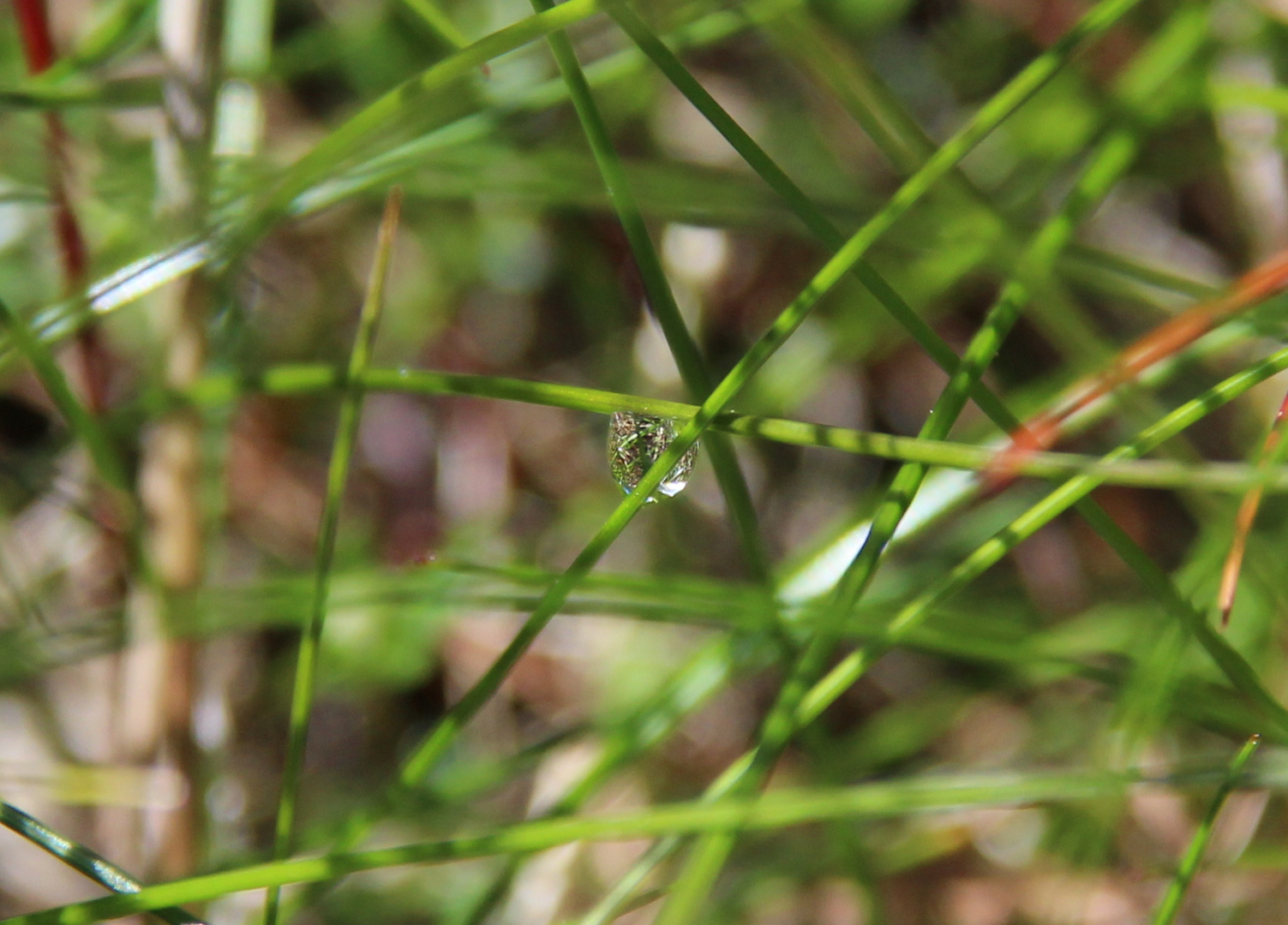 Eine Perle der Natur