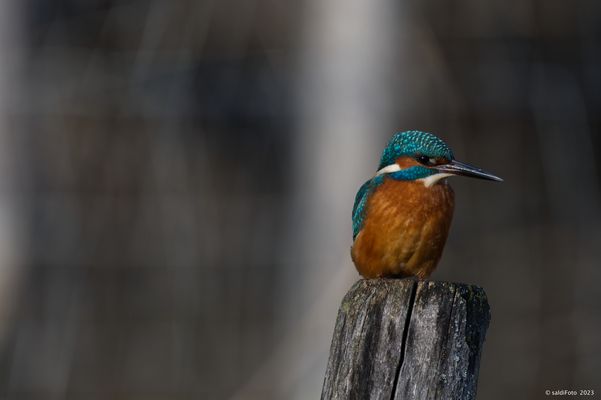 Eine Perle der Natur