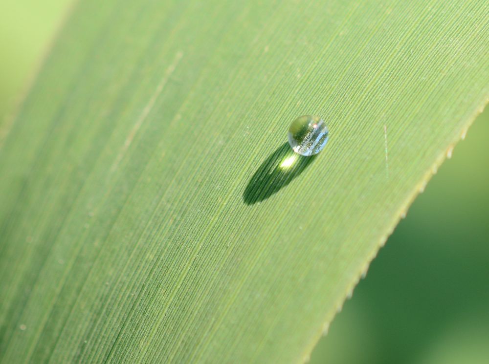 Eine Perle der Natur