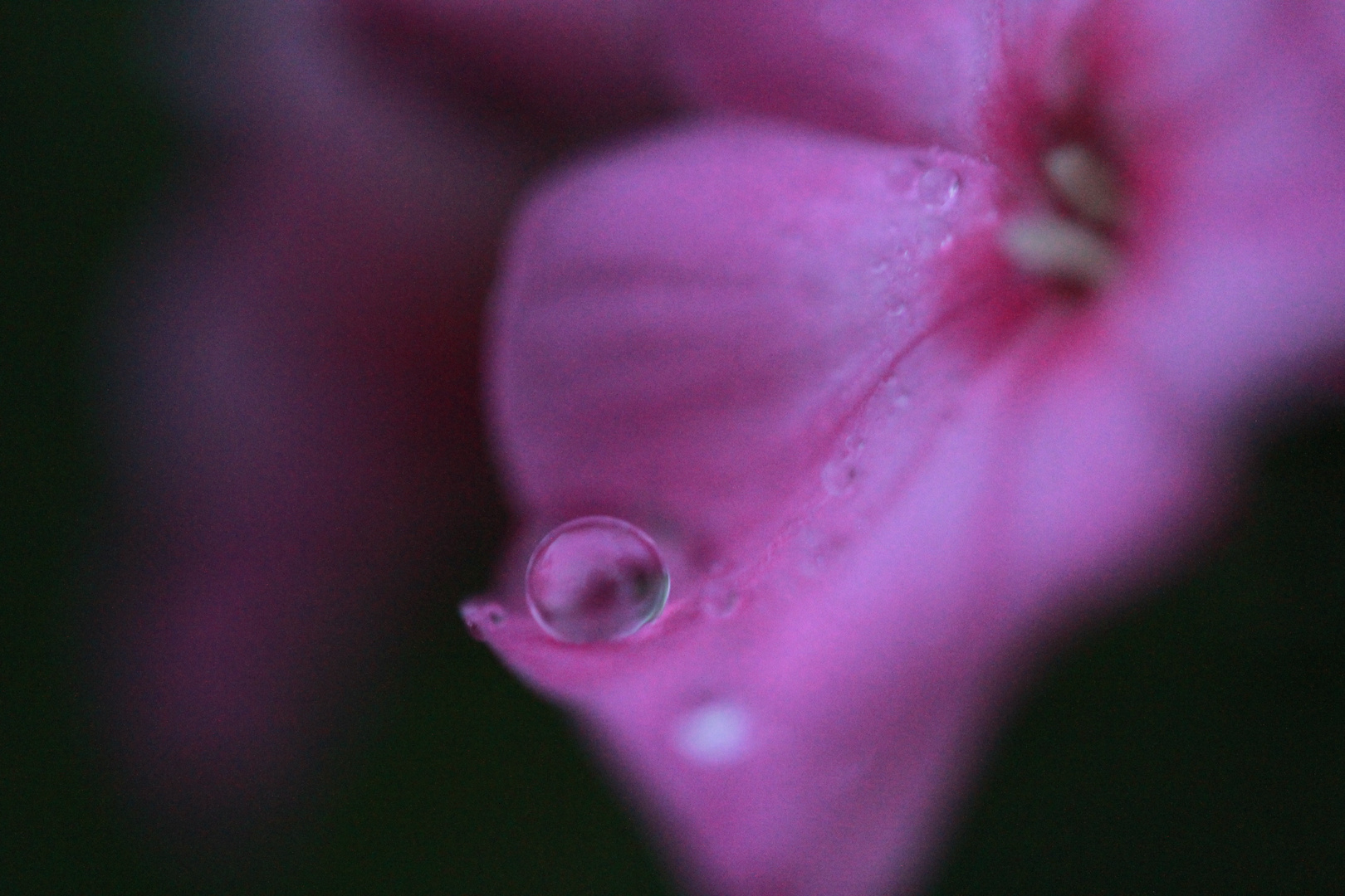 Eine Perle der Natur