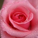 Eine Perle von Rose
