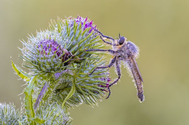 Eine Perlenkette schenke ich euch zu Weihnachten…