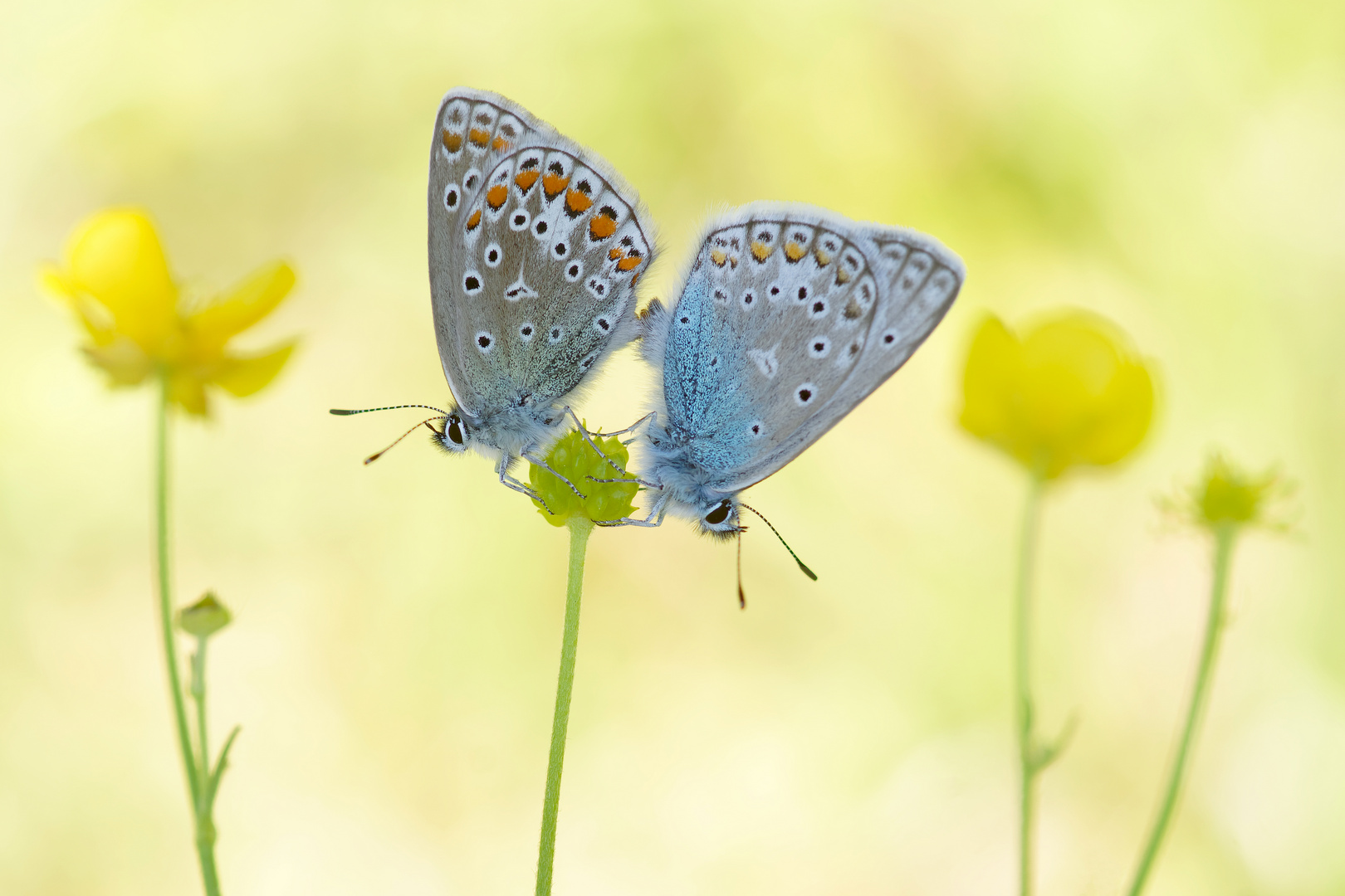 Eine Pfingstliebe... Hauhechelbläulinge  (Polyommatus icarus)bei der Paarung