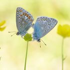 Eine Pfingstliebe... Hauhechelbläulinge  (Polyommatus icarus)bei der Paarung