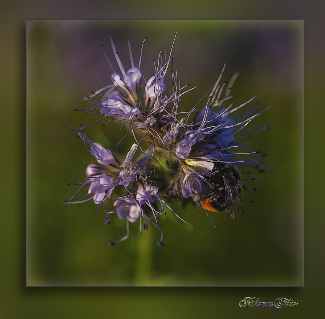 eine Phacelia mit Hummel