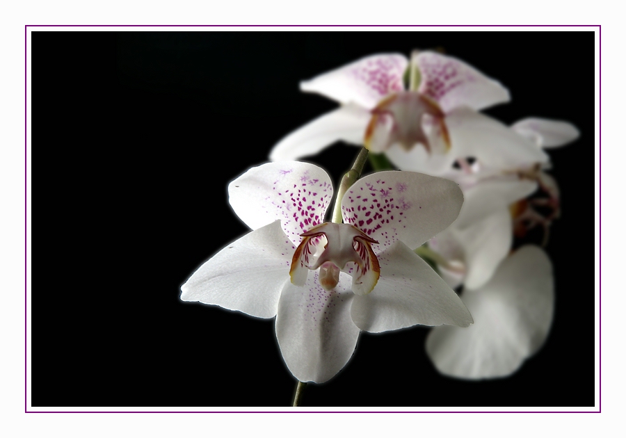 Eine Phalaenopsis ...