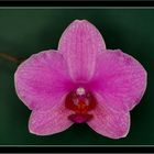 Eine Phalaenopsis Blüte