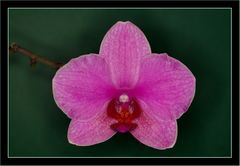 Eine Phalaenopsis Blüte