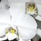 eine Phalaenopsis hab ich auch noch