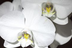 eine Phalaenopsis hab ich auch noch