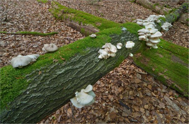 Eine pilzige Diagonale....Lungenseitlinge