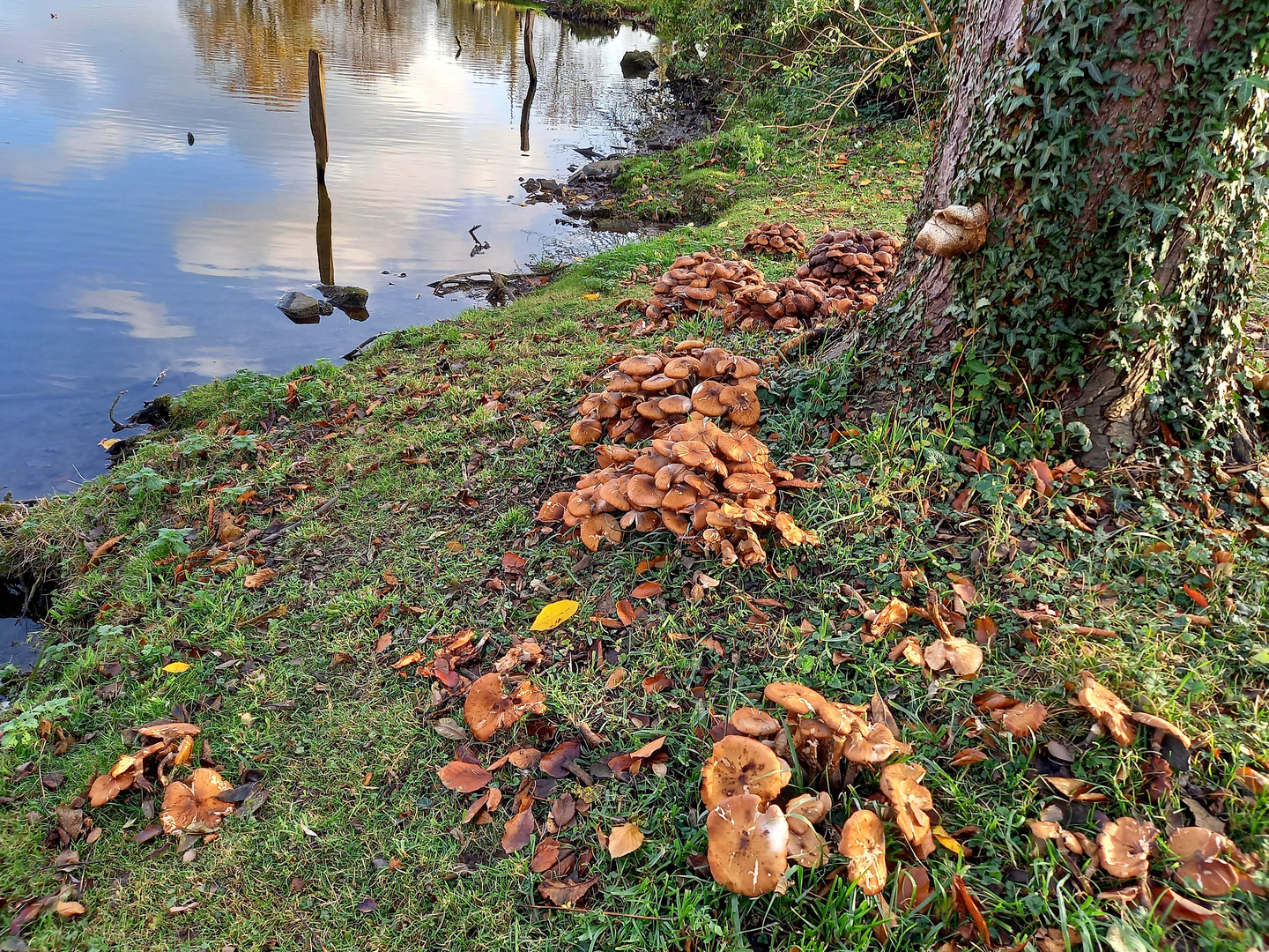 eine Pilzkolonie