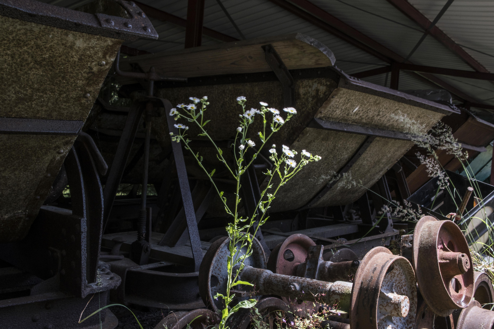 eine Pionierblume?