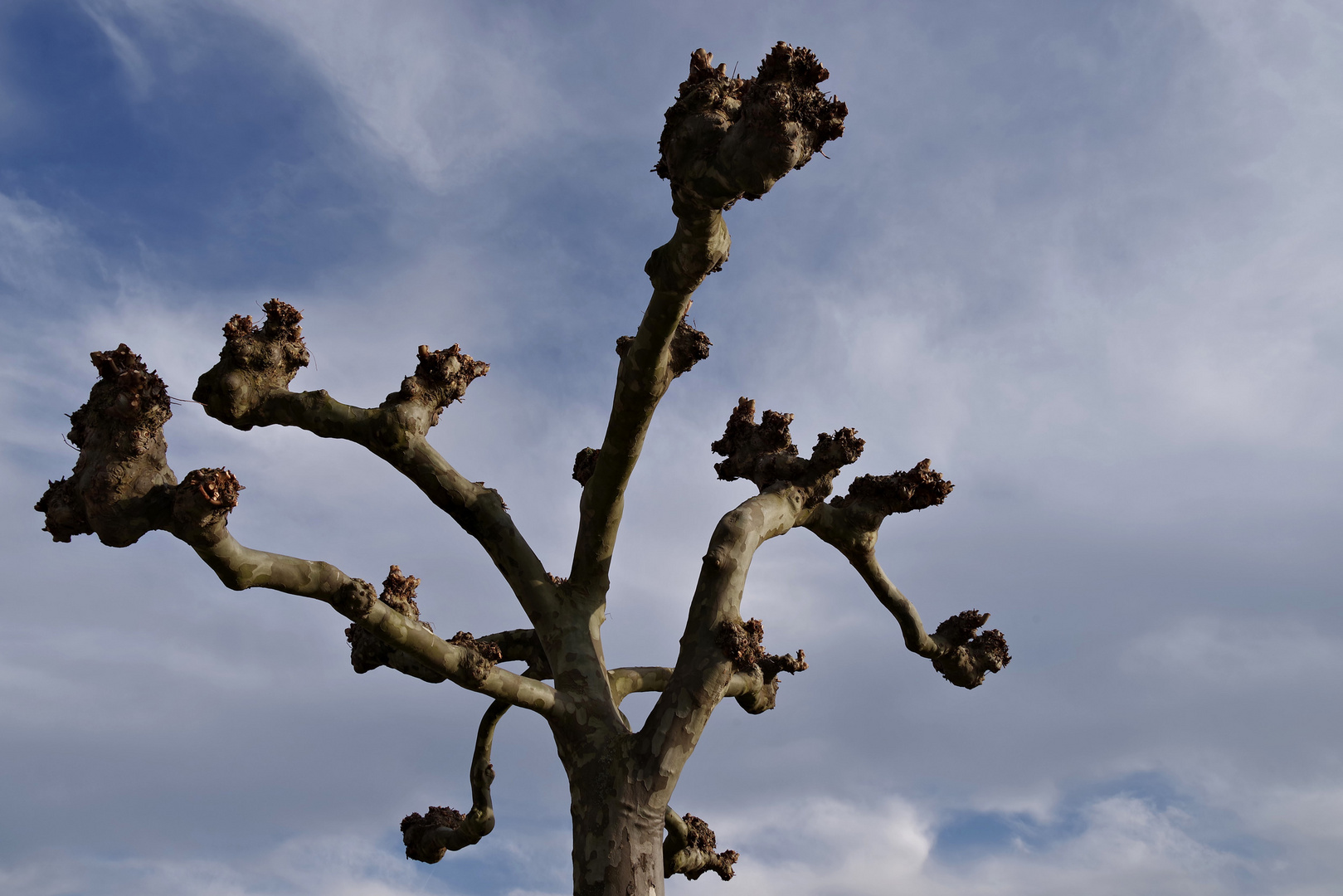 eine Platane im Park beim Schloss Montfort