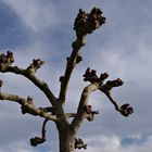 eine Platane im Park beim Schloss Montfort