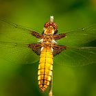 Eine Plattbauch Libelle im Morgenlicht