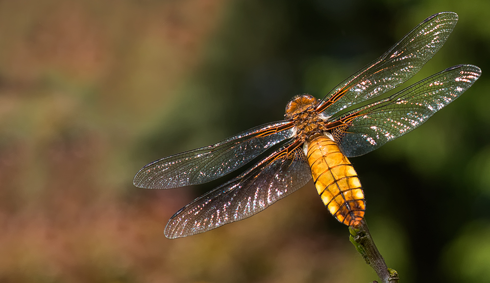 eine plattbauch-libelle ( weiblich )