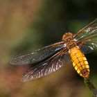 eine plattbauch-libelle ( weiblich )