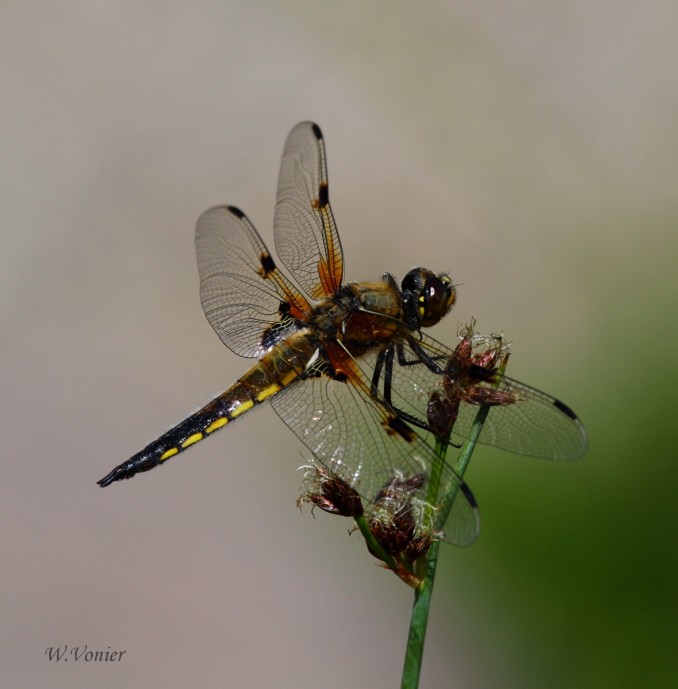 Eine Plattbauchlibelle