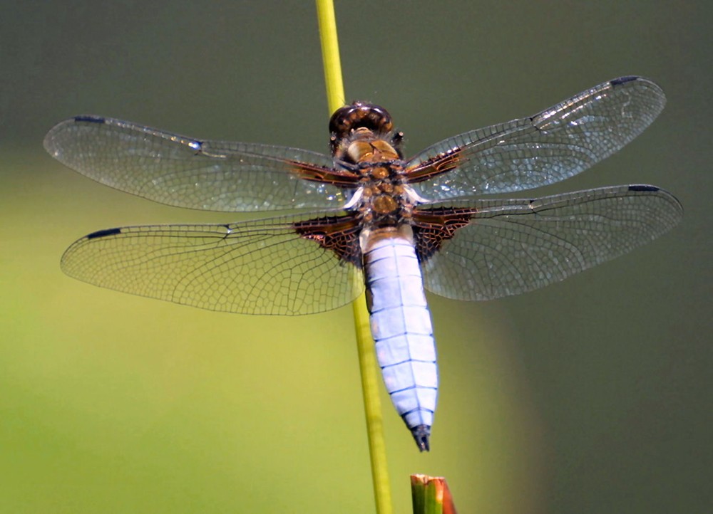 eine Plattbauchlibelle..