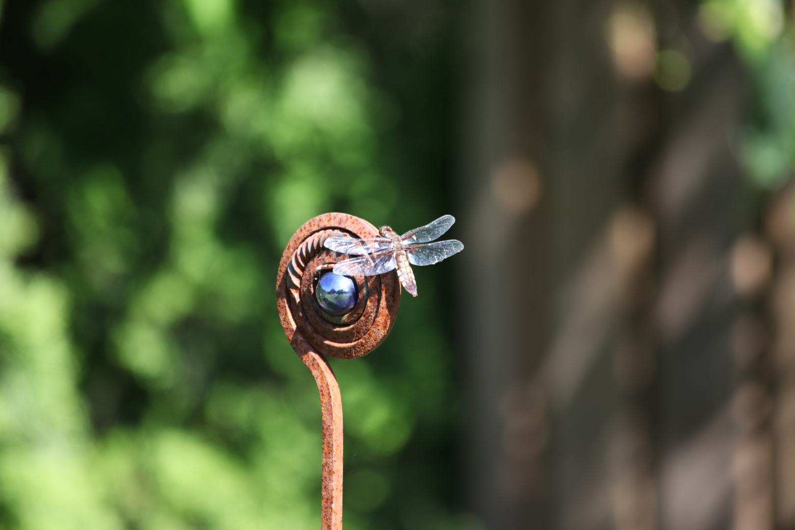 Eine Plattbauchlibelle in unser Garten