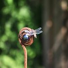 Eine Plattbauchlibelle in unser Garten