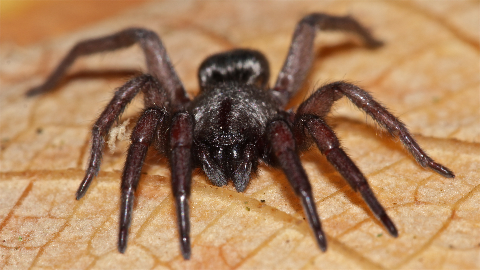 Eine Plattbauchspinne (Fam. Drassodidae = Gnaphosidae) - Bild 1 von 2