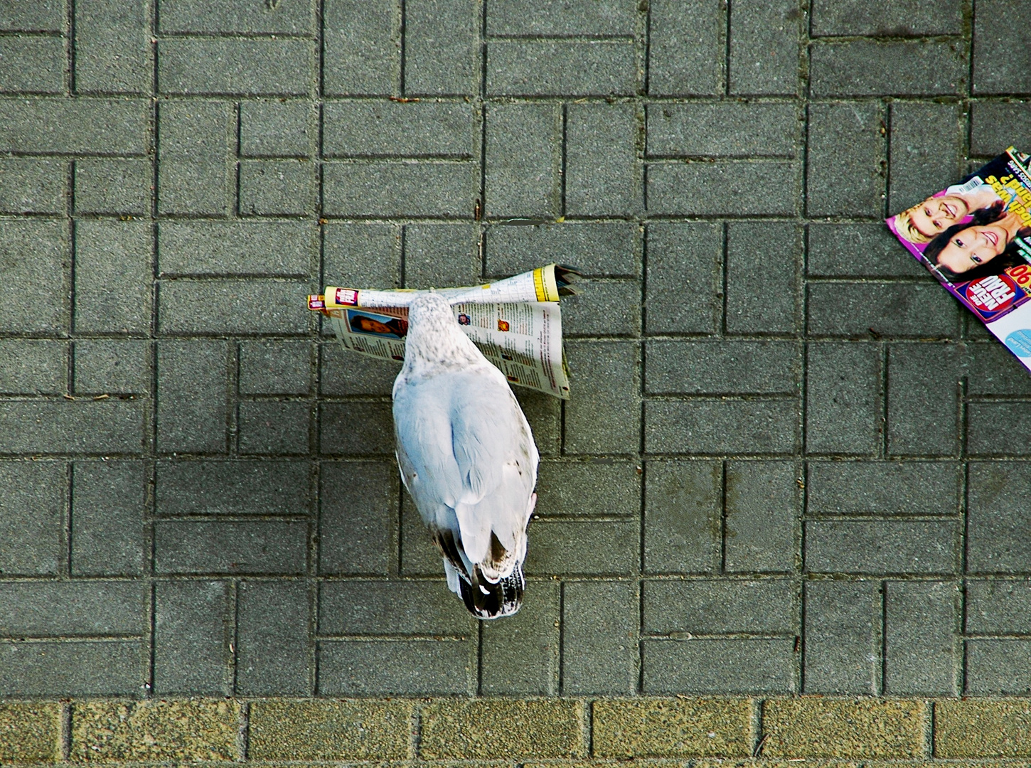 Eine polnische Möwe lernt ...