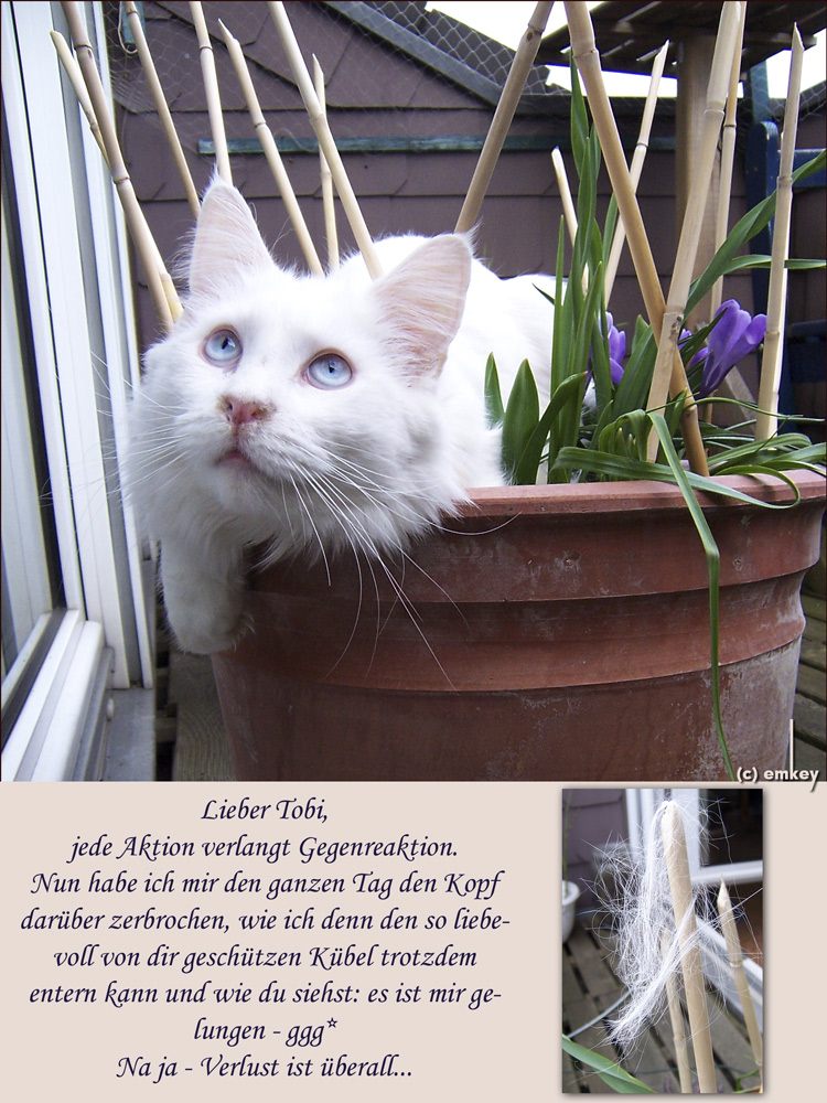 Eine Postkarte an Tobi