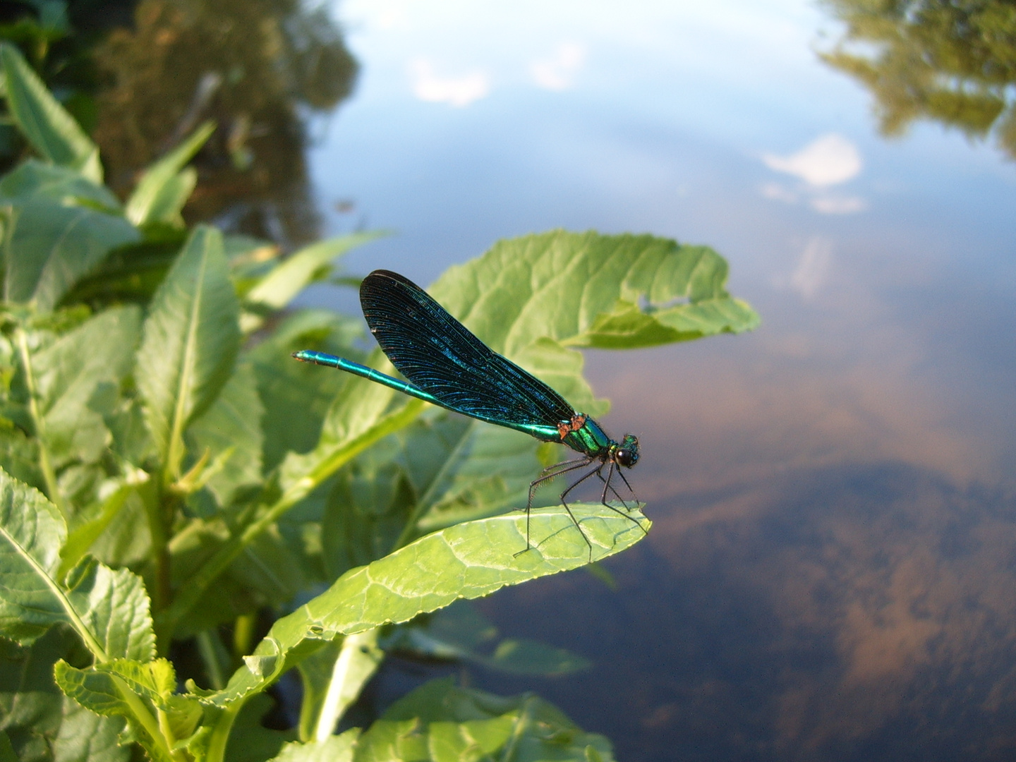 eine Pracht Die Libelle