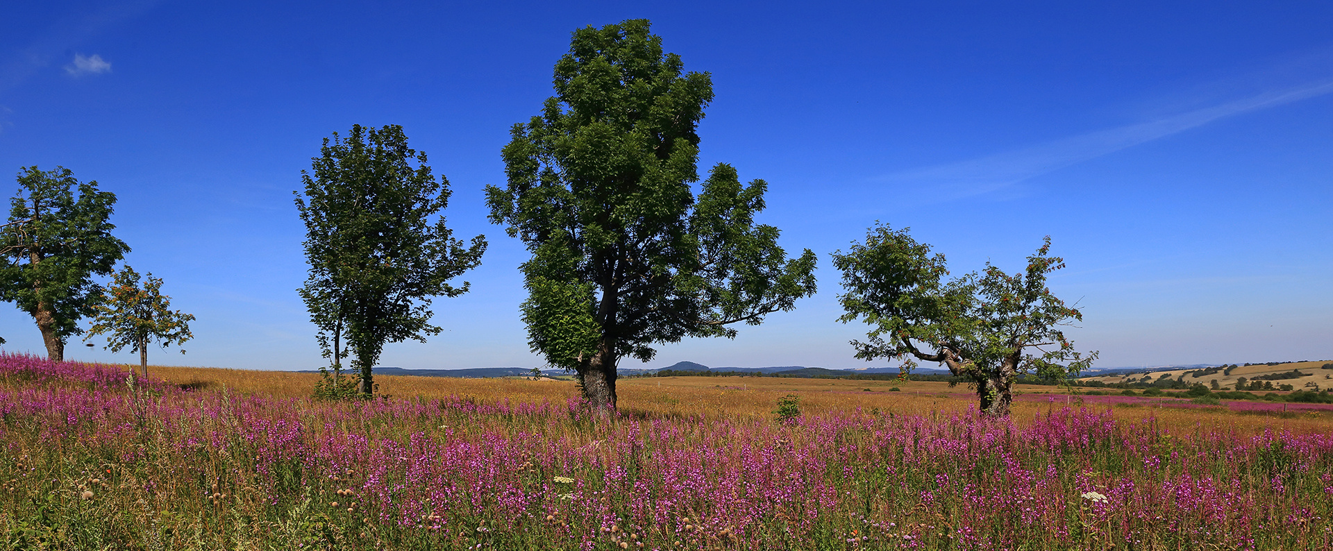 Eine Pracht die Teppiche von Epilobium angustifolium...