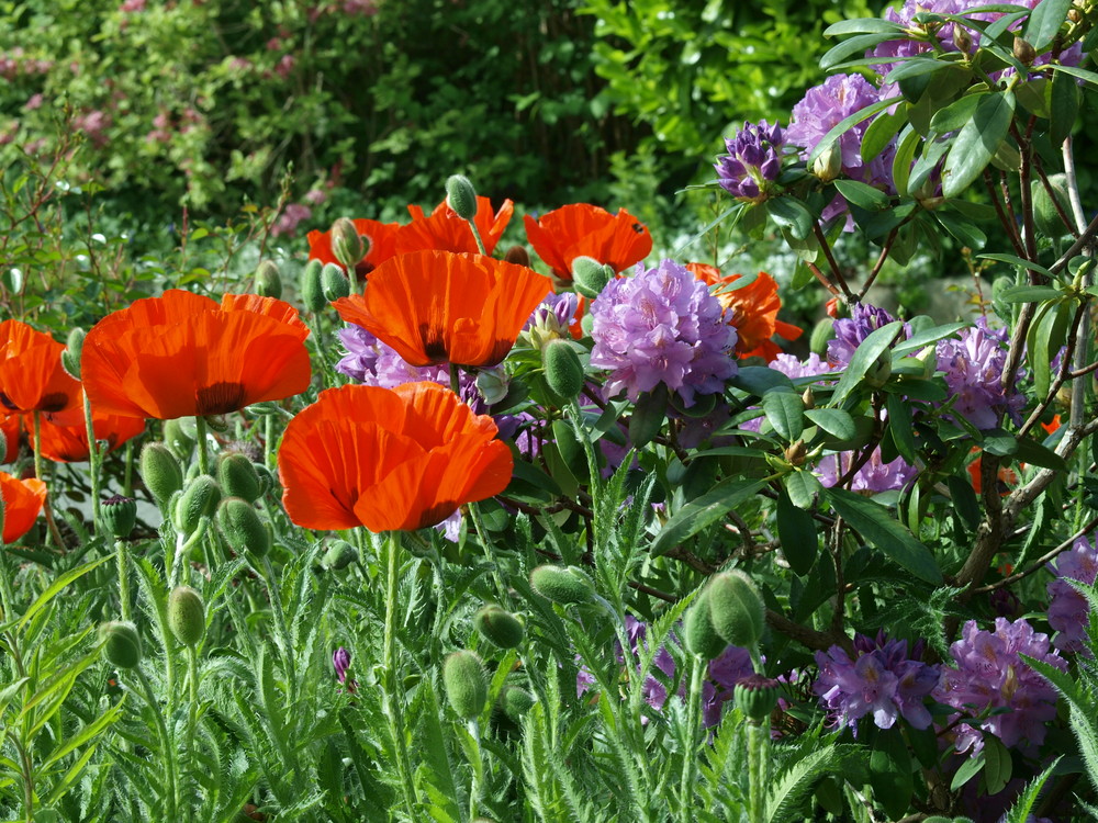 Eine Pracht in unserem eigenen Garten ....