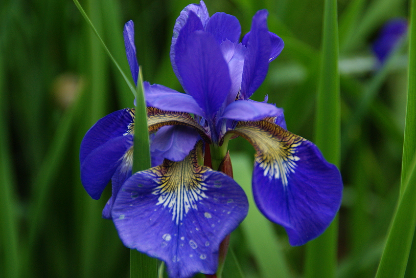 Eine prächtige Blüte