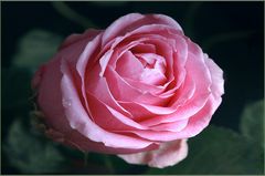  Eine prächtige Rose 