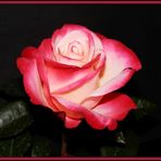 Eine prächtige Rose mit angenehmem Duft - Edelrose "Nostalgie"