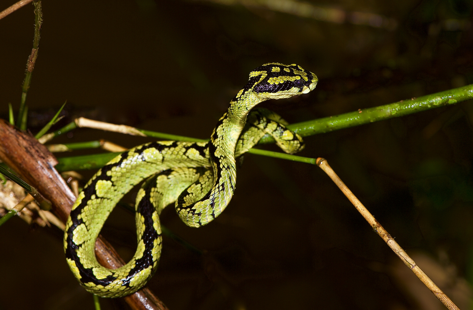 Eine prächtige Schlange aus den Tropischen Regenwald von Sri Lanka